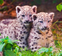 Conservation Center Set up for Snow Leopards