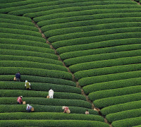 Tea-picking Season Arrives at World's Highest Plantation