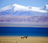 Tibetan antelope begins migration in Tibet